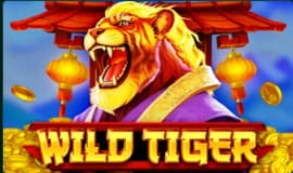 wild tiger